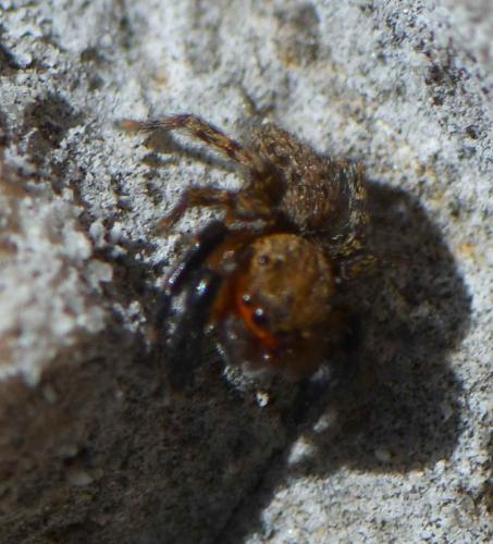 Réf. 293 521 : Euophrys rufibarbis